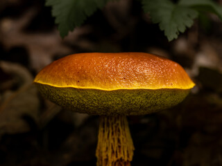Orange and yellow shaggy bolete mushroom in forest © Gabe