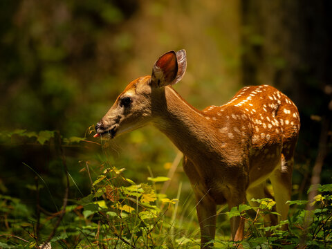 White-tailed deer fawn smelling plant in forest in golden light