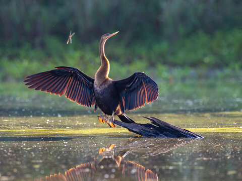 Anhinga drying wings on log in swamp with dragonfly