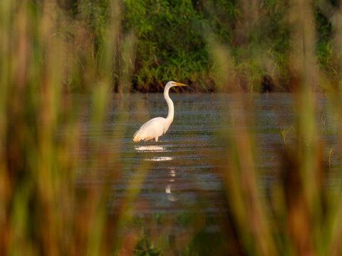 Great egret through reeds with reflection in swamp