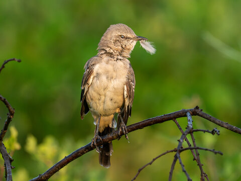 Northern mockingbird with feather in beak after grooming