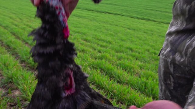 A hand held close up of a camouflaged hunter lifting a harvested wild tom turkey by the neck and gently pulling its long black chest beard to inspect it in a green winter wheat farm field.