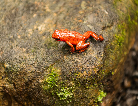 View of a strawberry poison-dart frog (Oophaga pumilio), recognizable by its bright red skin and tiny dark spots (Cahuita, Manzanillo, Province of Lim&ograve;n, Costa Rica).