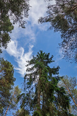 View of a pine tree from below. Pine forest against a blue sky © Armands photography