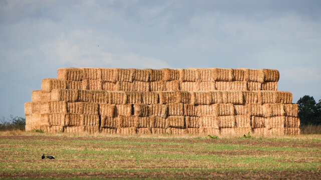 large stack of rectangular hay bales in a harvested field