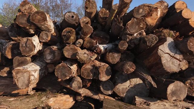 A large pile of cut timber logs rests stacked beside a paved road. The forestry supply of raw wood is stored outdoors
