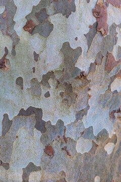 Texture of the bark on a plane tree trunk for backgrounds and decoration