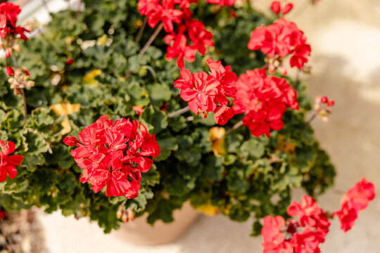 red geranium flowers in full bloom with green leaves in summer sunshine
