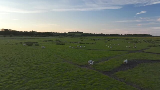 Sheep on Marshes over Rye Bay from a drone, Rye, East Sussex, England