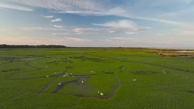 Sheep on Marshes over Rye Bay from a drone, Rye, East Sussex, England
