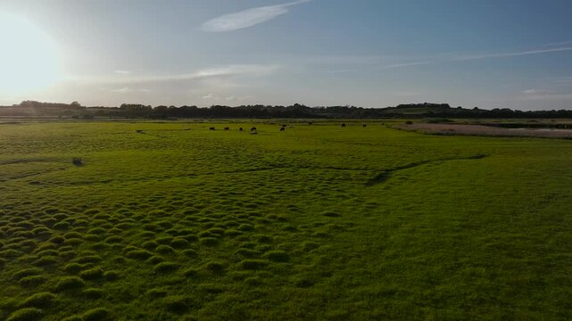 Bulls and Cows on Marshes over Rye Bay from a drone, Rye, East Sussex, England