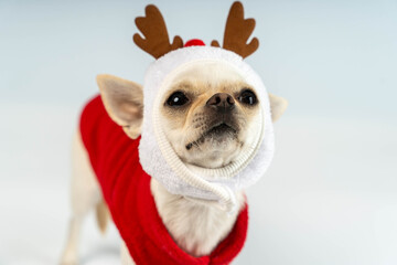 Dog wearing reindeer hat and red sweater during holiday season © Андрей Знаменский