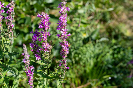 Wild purple loosestrife with a bee foraging for pollen on a summer morning.