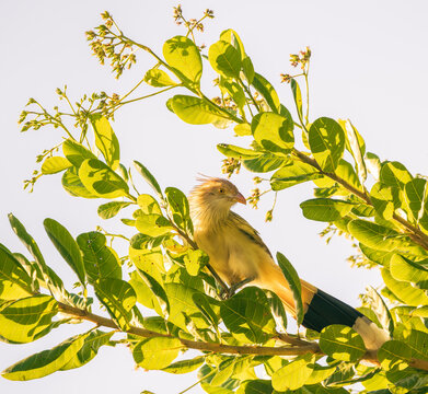 guira cuckoo in the tree
