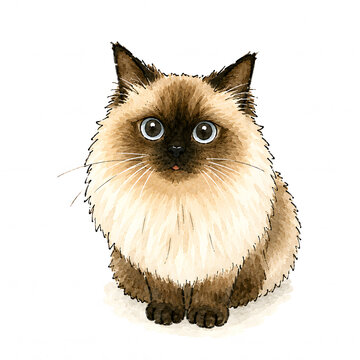 Siamese Cat On Flat White Background