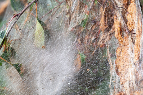 Large mass of silken web from fall webworm caterpillar close view.