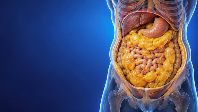 Visceral fat accumulation and human internal organs anatomy in cutaway view