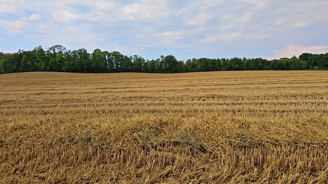 Golden harvested field stretches in orderly rows toward distant tree line under expansive blue sky with soft drifting clouds. Warm daylight emphasizes stubble texture across open rural landscape