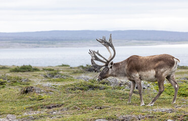 Woodland caribou bull in Eastern Canada.  © Brittany