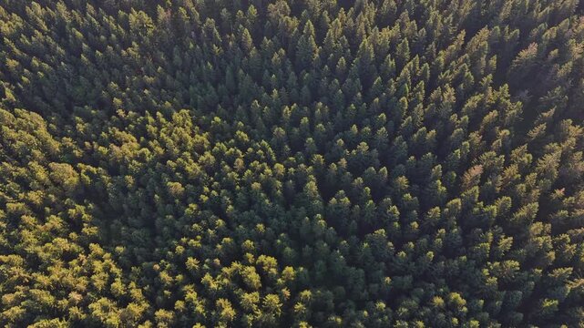 Aerial view of dense pine forest showing even rows of treetops and rolling terrain. Warm golden sunlight highlights canopy while deep shadows carve texture, creating tranquil, expansive wilderness