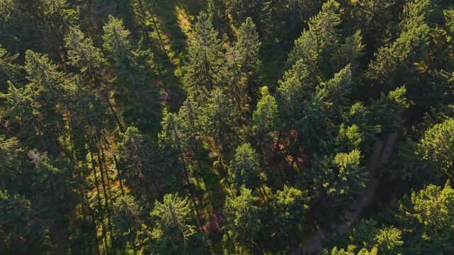 Overhead view into dense evergreen canopy where sunlight filters through needles, casting soft shadows and revealing winding dirt path through pine woodland terrain with lush green texture