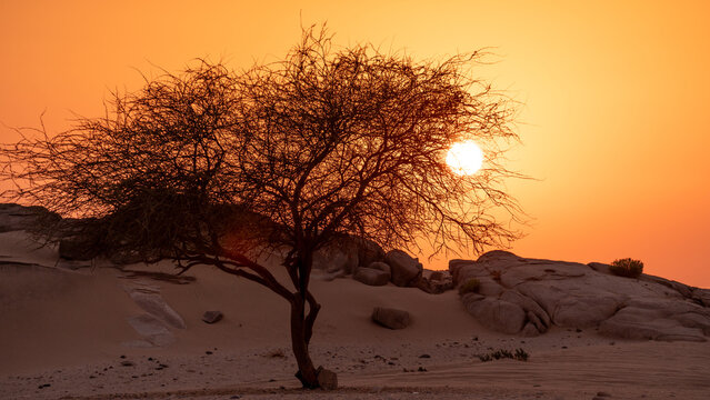 Silhouette of a lone desert tree against a radiant golden setting sun and vibrant orange sky in an arid rocky wilderness