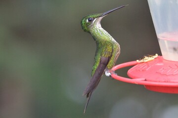 Female green-crowned brilliant hummingbird perched on a red artificial feeder, Bosque Nublado Santa Lucia, Ecuador © Christian