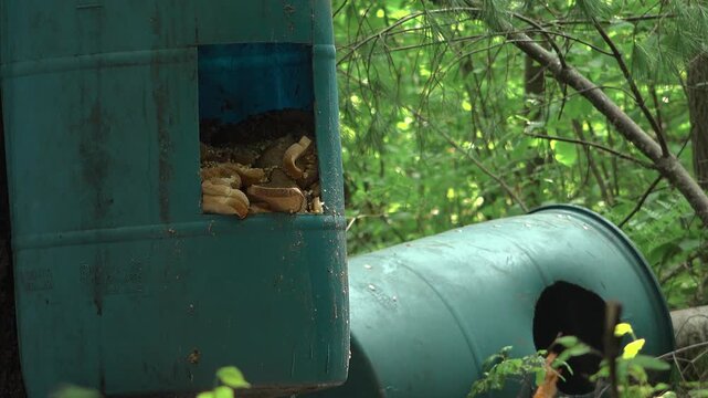 A close up of large blue plastic barrels filled with bread slices and corn. Placed deep inside a dense green summer forest used as hunting bait for black bears.
