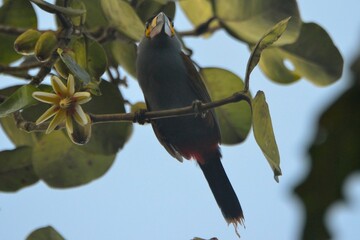 Plate-billed mountain toucan perched next to a star-shaped blossom in the canopy, Bosque Nublado Santa Lucia, Ecuador © Christian