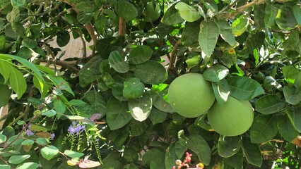 Green pomelo fruits growing on a leafy tree outdoors, surrounded by dense green foliage © Olshanetskaia