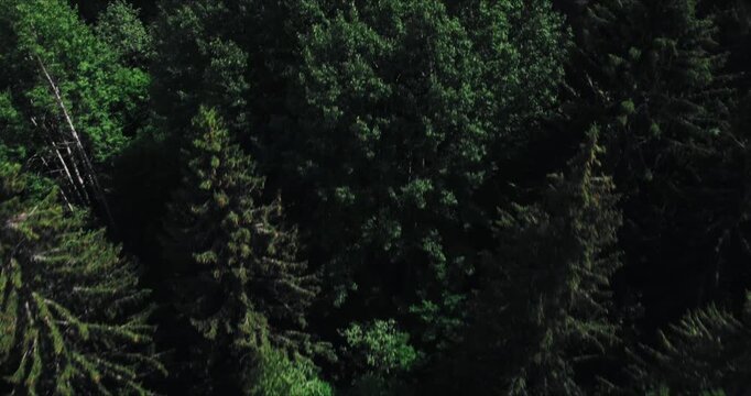 Aerial view of lush green forest canopy with tall pine and spruce trees nature woodland coniferous foliage landscape