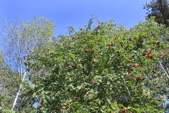 eberesche