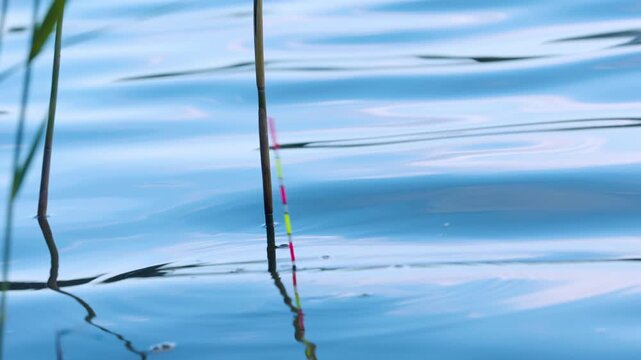 Fishing float bobbing vigorously and pulling into green reeds during an active fish bite