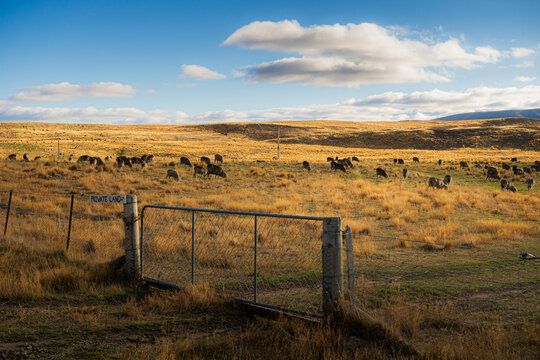 Sheep grazing golden tussock behind a farm gate under a bright blue sky, New Zealand