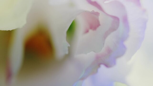 Flower,Petal,Red,Light/Dark,Ink Drop,Ink,
Liquid Dripping,Color Lighting,Soft Focus,
C-UP,HS,Camera Movement