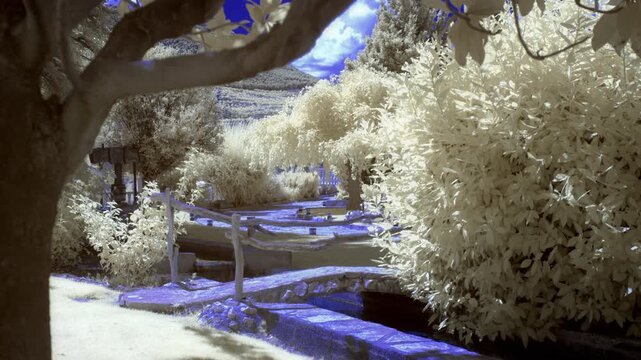 Infrared timelapse of a lush garden featuring a small wooden bridge, stone path, and white foliage under a deep blue sky with moving clouds