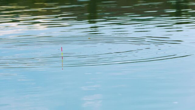 Fishing float splashing into calm water with concentric ripples and a sudden fish bite