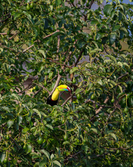 Keel-billed toucan © Nick Hobgood
