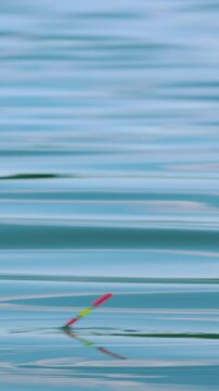 Vertical fishing float bobbing and sinking on calm blue lake water