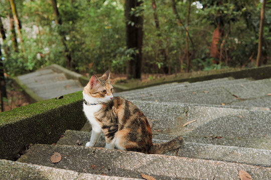 A tricolor cat with white, orange, and dark tabby patches sits on mossy concrete steps, wearing a collar and looking toward the camera in a forest setting.