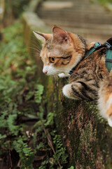 Calico cat in green harness looking sideways outdoors © Nori
