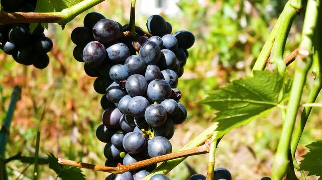 Ripe dark grape cluster hanging on a grapevine in a vineyard in early autumn. Grape cultivation and harvesting, sweet natural berry, fresh fruit, and grapes as raw material for wine production.