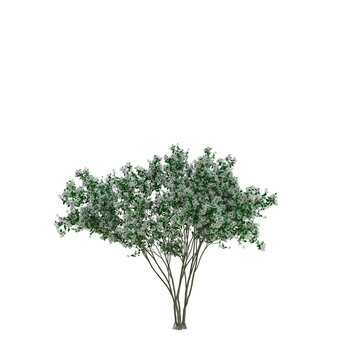 Juneberry
