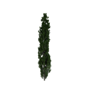 Lombardy Poplar