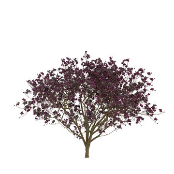 Norbert's Magnolia