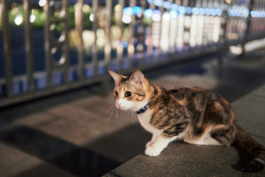 A calico cat with tabby markings and a collar crouches on a smooth stone ledge, looking toward the camera, with a metal railing and blurred lights behind it at night.