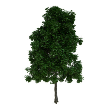 Black Locust
