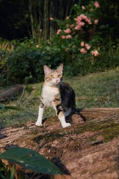 A tricolor domestic cat with white, orange, and dark patches stands on a moss-covered fallen log, looking at the camera in a grassy garden with pink flowers behind.