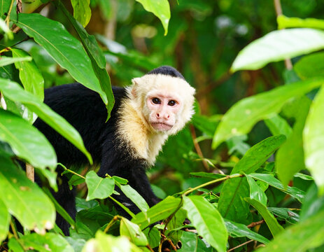 White-faced capuchin monkey cebus capucinus, looking out from the jungle. AI