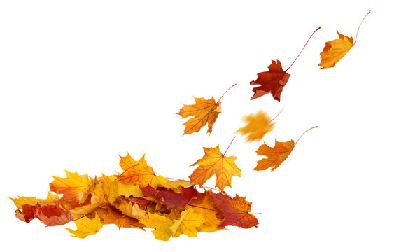 Harvest Season Leaf Pile. Autumn Leaf Fall on Transparent Background. Maple Vibrant leaves cut outs